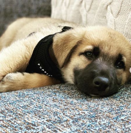   Max Minhella's new puppy taking a rest in sofa